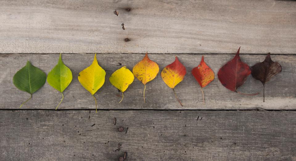 Autumn Fair Alsfeld exhibitors list