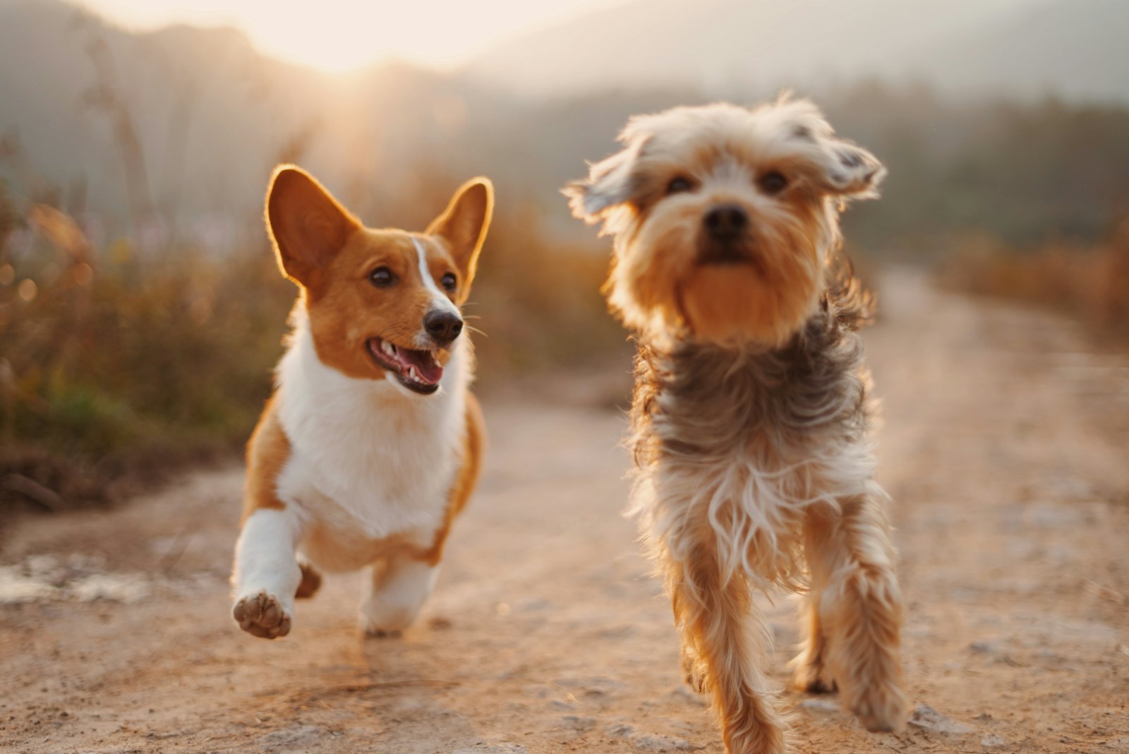 AAEP Convention 2026 Exhibitors List & Attendees List – Animals & Pets