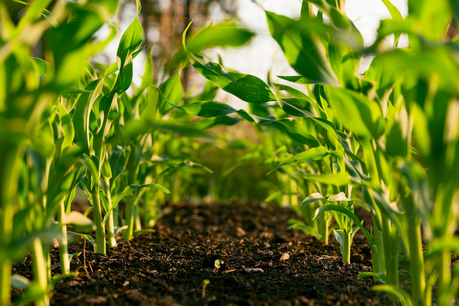 Farmfair International 2026 Exhibitors List & Attendees List – Agriculture & Forestry