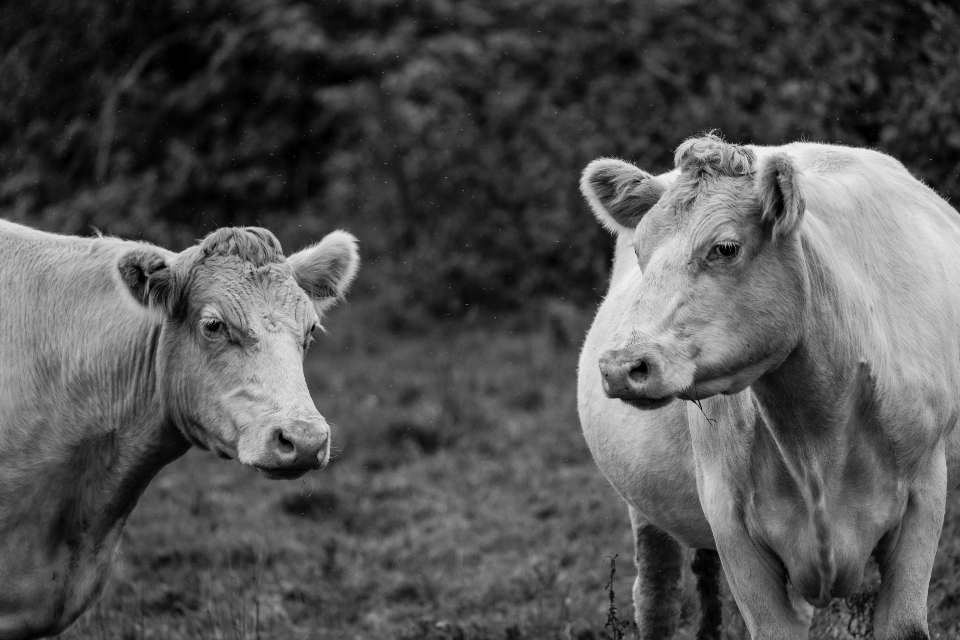 Farmfair International exhibitors list